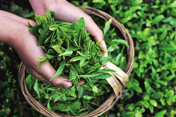 影響茶葉價格的三大要素
